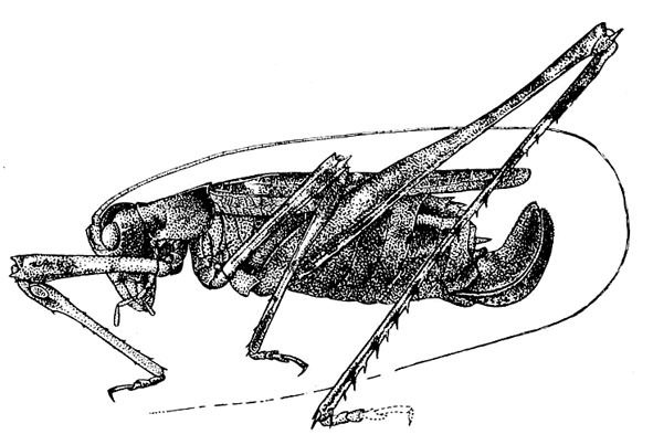 Brachyinsara hemiptera Hebard, 1939: Fig. 2 (after allotype). female (body length 12.1-14.1 mm, tegmina 10.3-11.7 mm). (Otu).