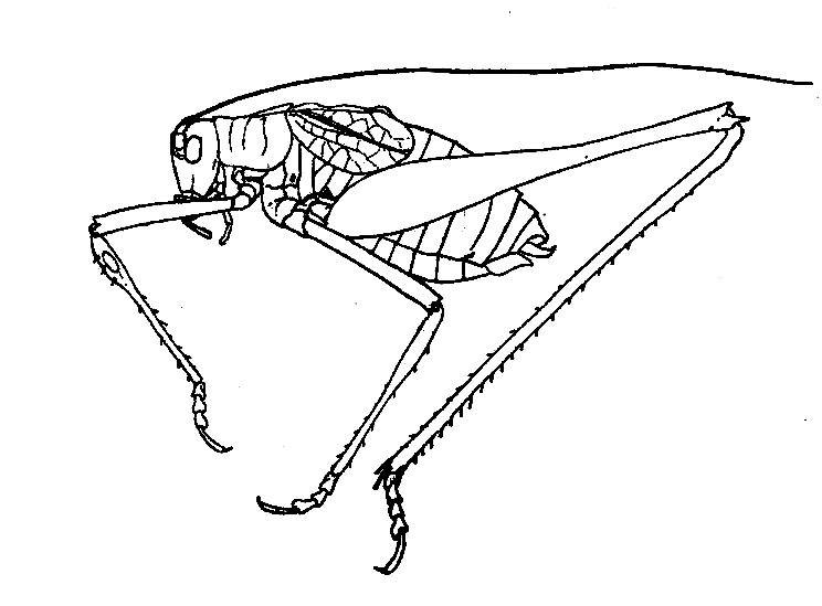 Brachyinsara magdalenae Rehn & Hebard, 1914: Fig. 31 (after type). male, lateral view (body length 15 mm). (Otu).