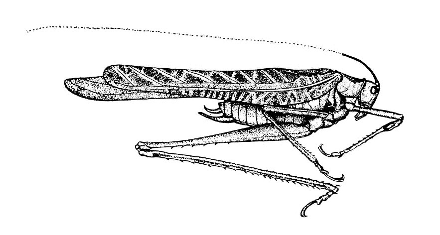 Sictuna clupeipennis (Rehn, 1913): Fig. 25 (after type). male habitus (pronotum length 3.7 mm, tegmina 27 mm, hind femora 20 mm). (Otu).