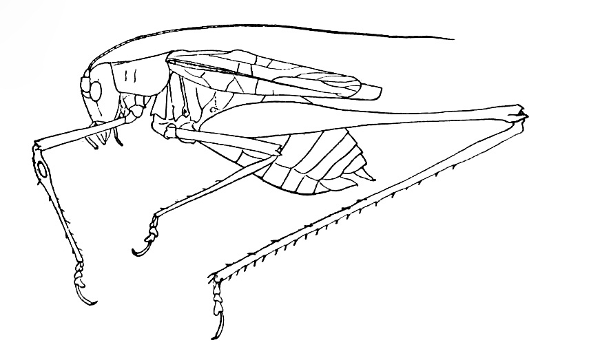 Insara abbreviata (Brunner von Wattenwyl, 1878): Fig. 25. male, lateral outline (tegmen length 12-14 mm). (Otu).
