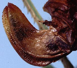 Insara apache (Rehn, 1907): female ovipositor (paralectotype). (Otu).