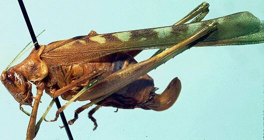 Insara covilleae Rehn & Hebard, 1914: female, lateral view (allotype). (Otu).