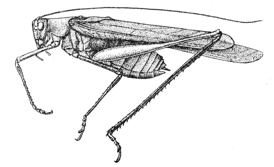 Insara elegans consuetipes (Scudder, 1900): Pg. 72, Fig. 26. male, lateral view. (Otu).