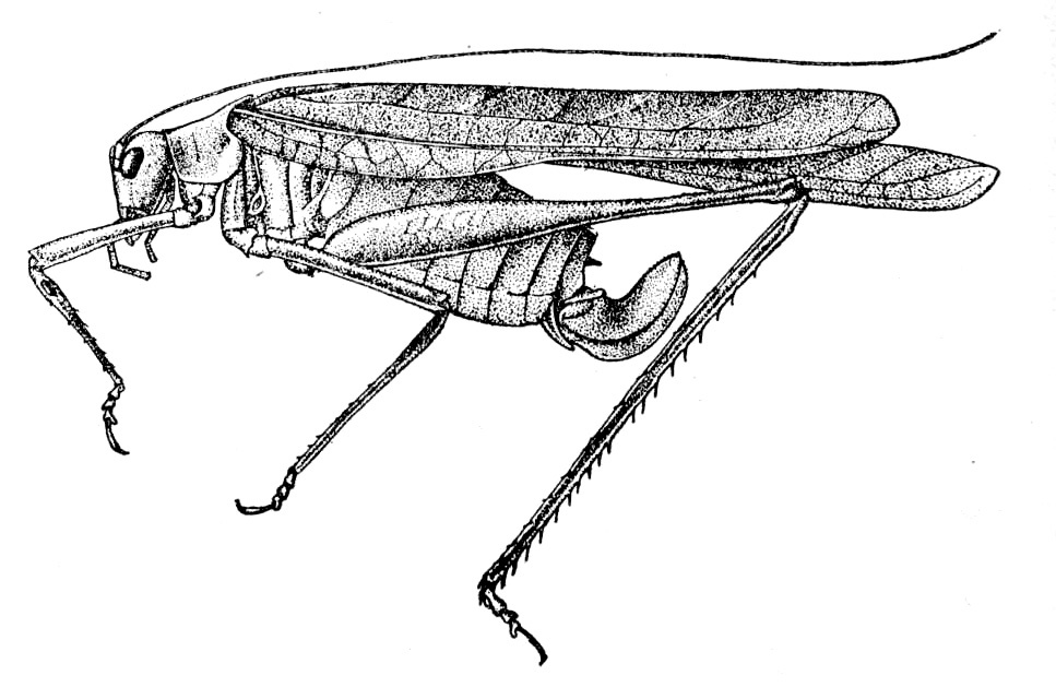 Insara elegans elegans (Scudder, 1901): Pg. 72. Fig. 27. female, lateral view (body length 17 mm). (Otu).