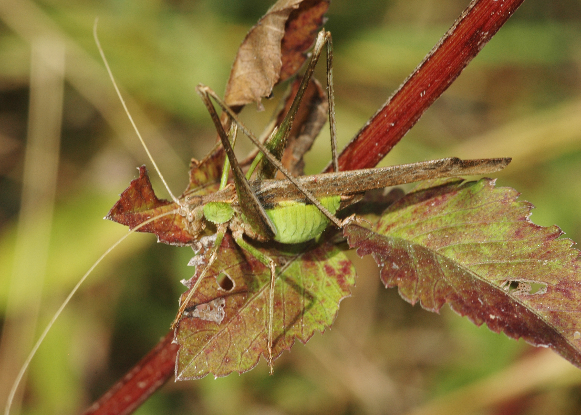 Insara phthisica (Saussure & Pictet, 1897): male. (Otu).
