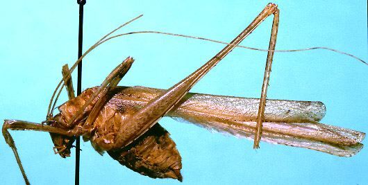 Insara sinaloae Hebard, 1925: male, lateral view (paratype). (Otu).