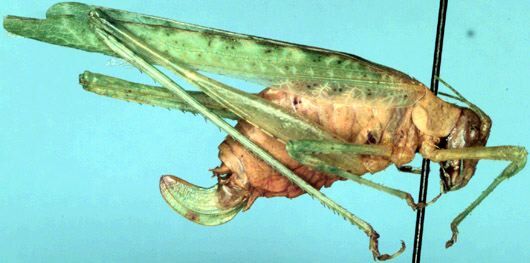 Insara tessellata Hebard, 1935: female, lateral view (allotype). (Otu).
