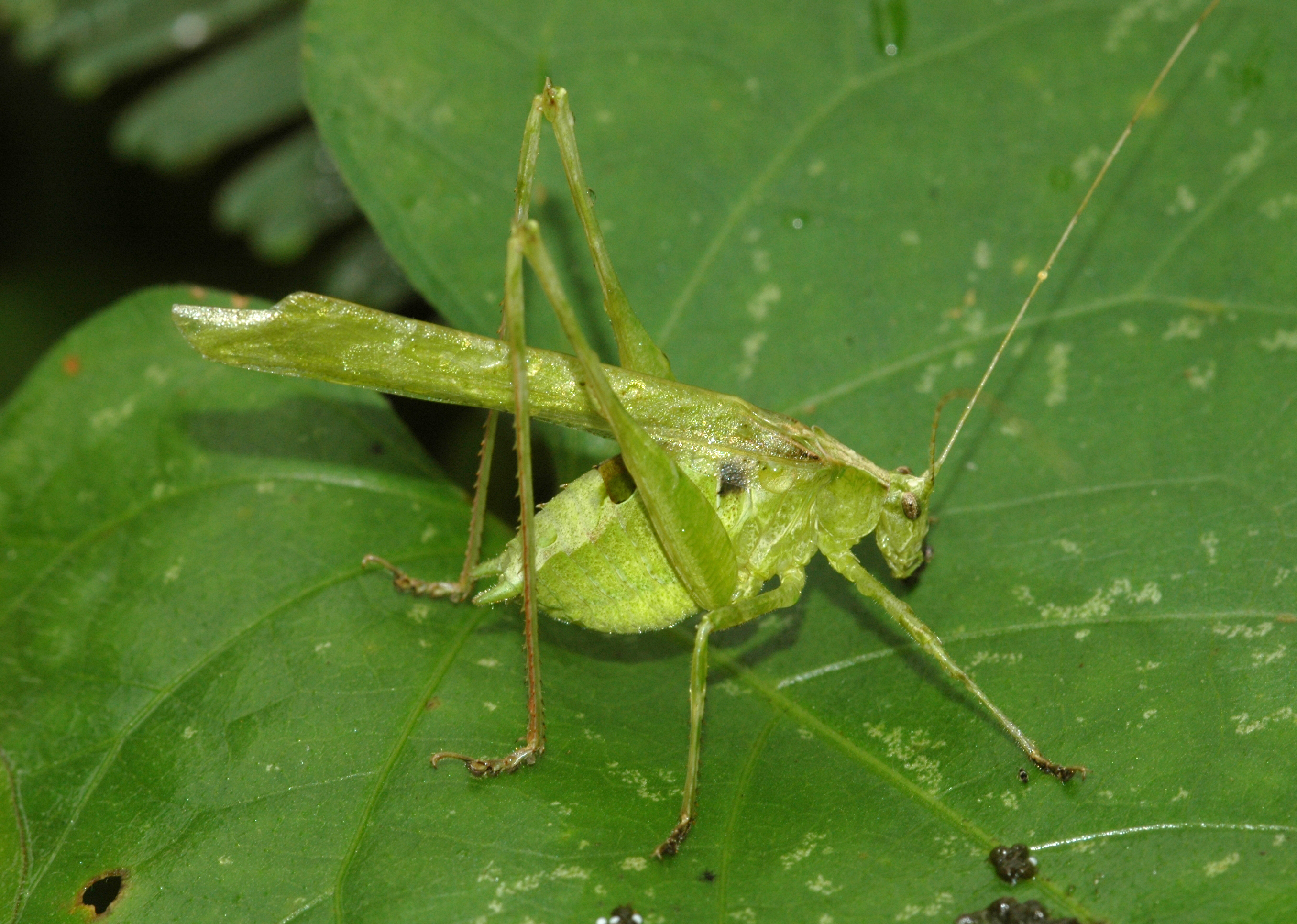 Insara tolteca (Saussure, 1859): male. (Otu).