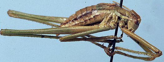 Odontura (Odonturella) macphersoni Morales-Agacino, 1943: male (paratype). (Otu).