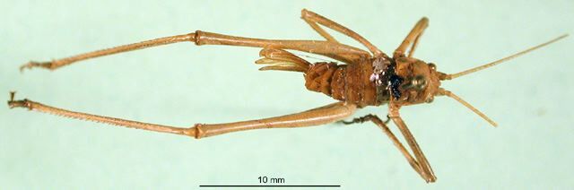 CollectionObject 1500703; 2be6e714-42fe-4305-88a7-e72f08ed5fca, DORSA BT000223S01: female, dorsal view (syntype). (CollectionObject).