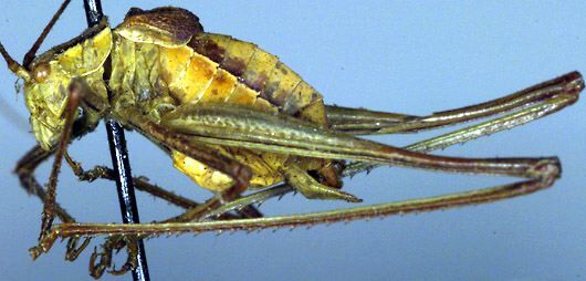 Odontura liouvillii Werner, 1929: male, lateral view (type, MCZ Harvard). (Otu).