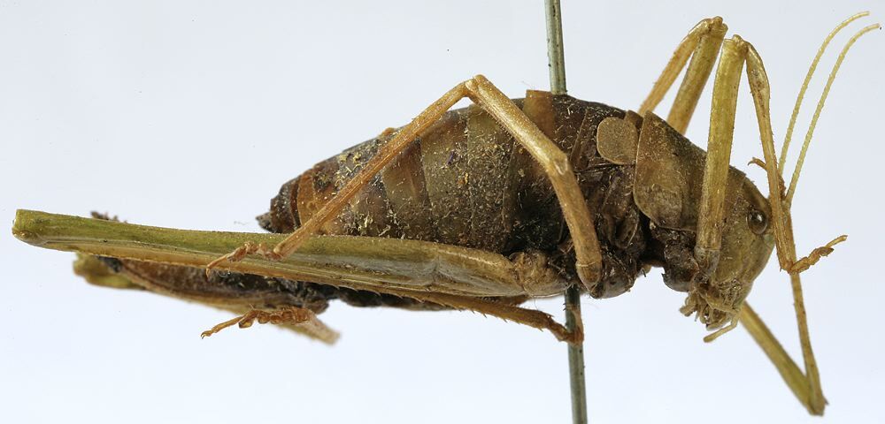 Odontura (Odontura) microptera Chopard, 1943: female, lateral view (paratype). (Otu).