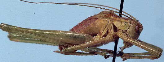 Odontura (Odontura) moghrebica Morales-Agacino, 1950: male, lateral view (paratype). (Otu).