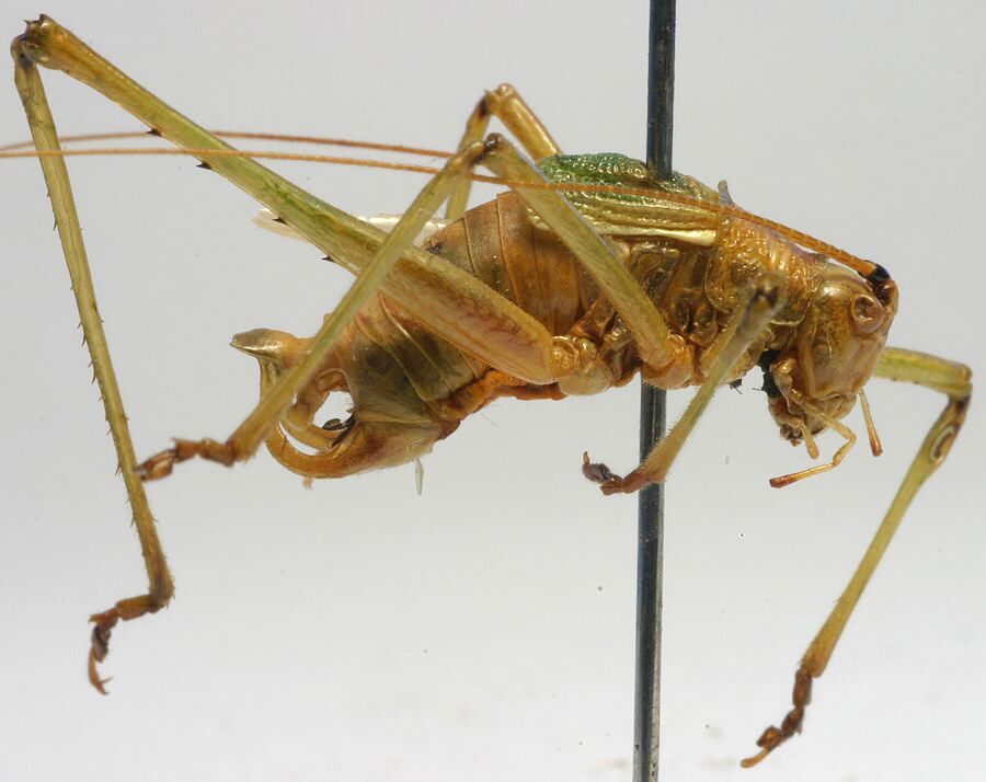 CollectionObject 1517551; 75c89cf6-c0d0-4c5b-bd8e-c3f495c409d1: male, lateral view (holotype). (CollectionObject).