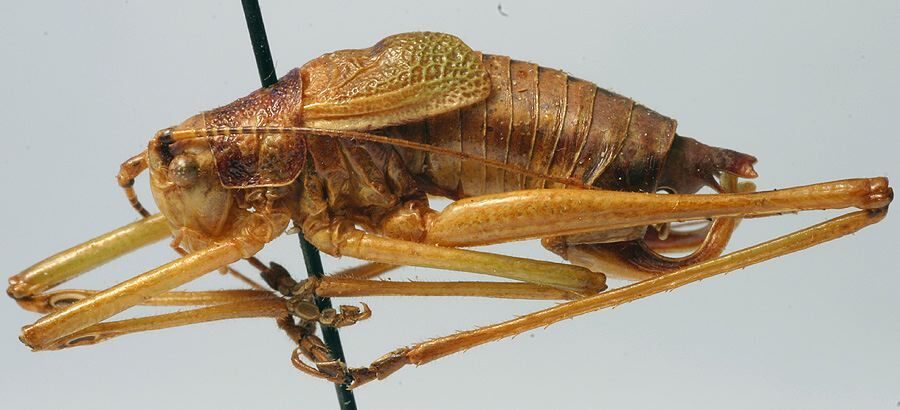 CollectionObject 1517549; 3c28163e-304c-4d6a-a46d-2719e9999141: male, lateral view (holotype). (CollectionObject).