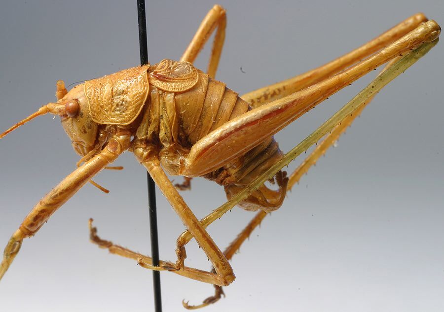 CollectionObject 1517550; 5f88fd0d-16ab-4d8f-9550-ff233e45abe9: male, lateral view (holotype). (CollectionObject).