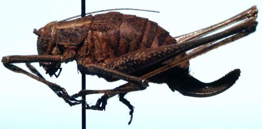 Cohnia andeana (Hebard, 1924): female (allotype). (Otu).