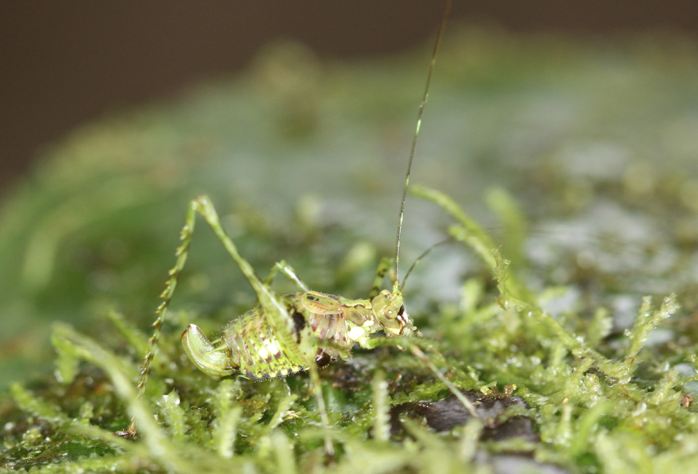 CollectionObject 1479646; cbt073s02, d9f7c4ea-576f-48d1-988c-8f7e0faf6c15: 2009. female. (CollectionObject).