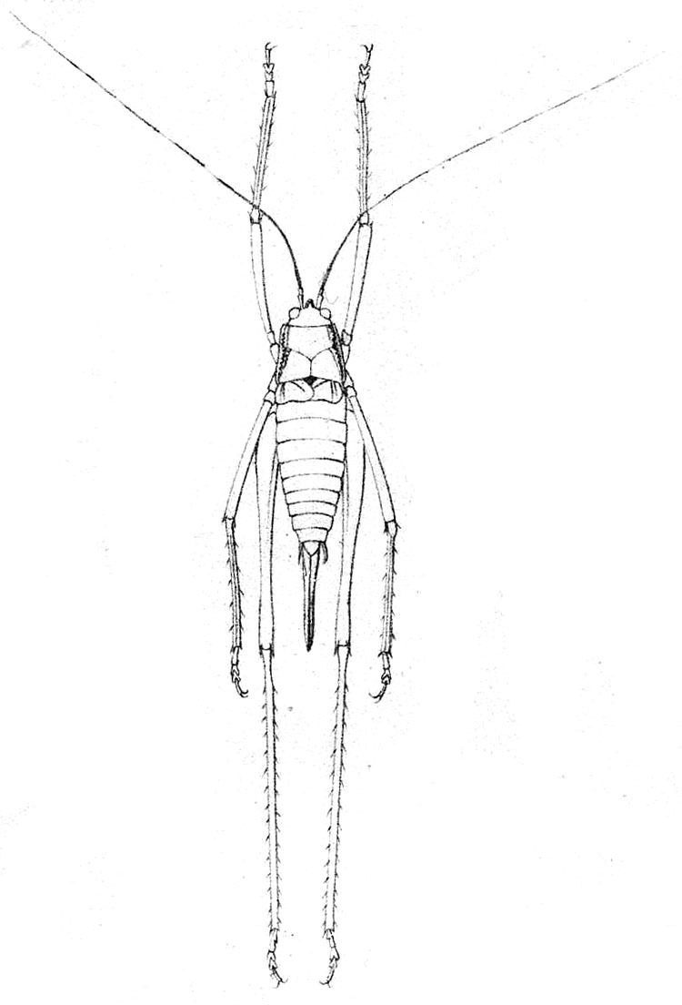 Xenicola superba (Brunner von Wattenwyl, 1891): Fig. 2. female, dorsal view (body length 25 mm, pronotum 5.5 mm, tegmina 2.8 mm, hind femora 24 mm, ovipositor 12 mm). (Otu).