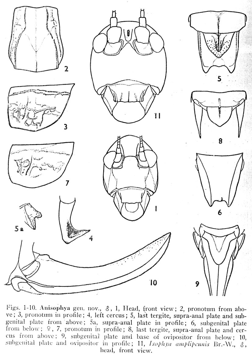 Anisophya Karabag, 1960: Figs. 1-11. figures from Karabag 1960. (Otu).