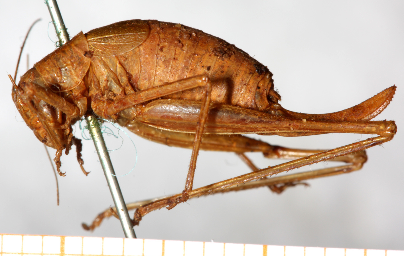 CollectionObject 1532994; 91a0cef4-5720-4571-b757-16198f8cb288: female, lateral view. (CollectionObject).