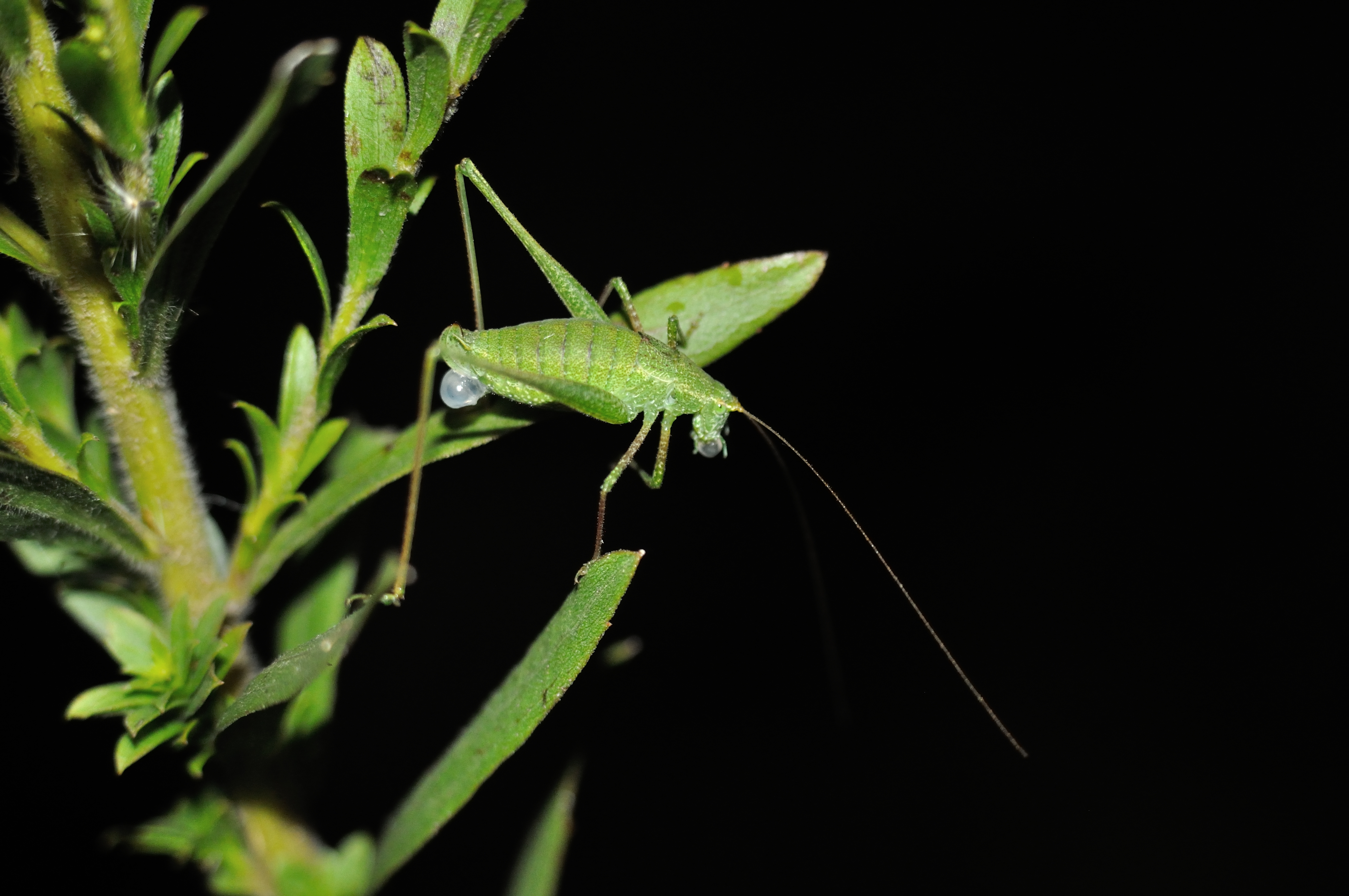 Anisophya punctinervis (Stål, 1861): female with spermatophore (Uruguay, Departamento de Salto). (Otu).