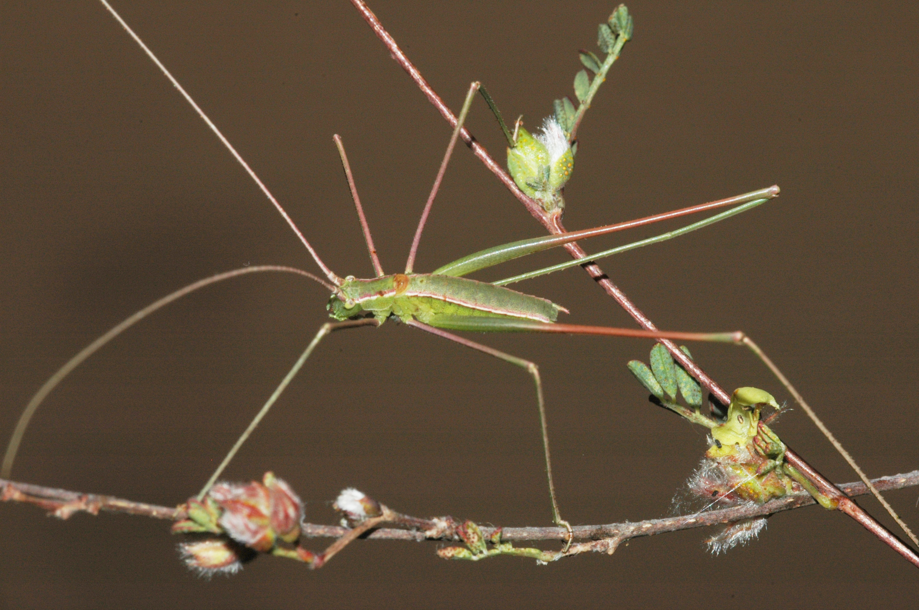 Arachnitus filicrus Hebard, 1932: male. (Otu).