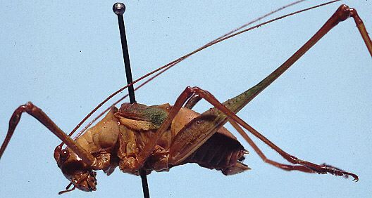 Atlasacris peculiaris Rehn, 1914: male, lateral view. (Otu).