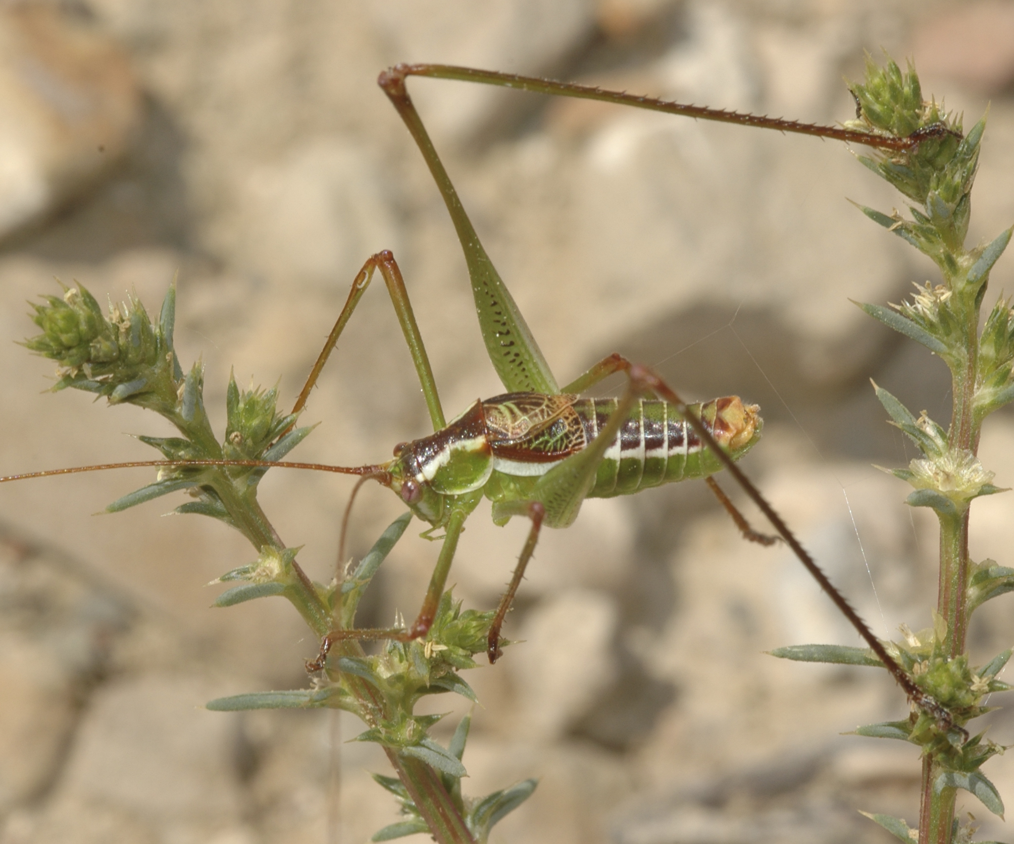 Obolopteryx brevihastata (Morse, 1902): male. (Otu).