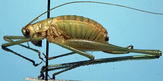 Obolopteryx castanea (Rehn & Hebard, 1914): female, lateral view (allotype). (Otu).