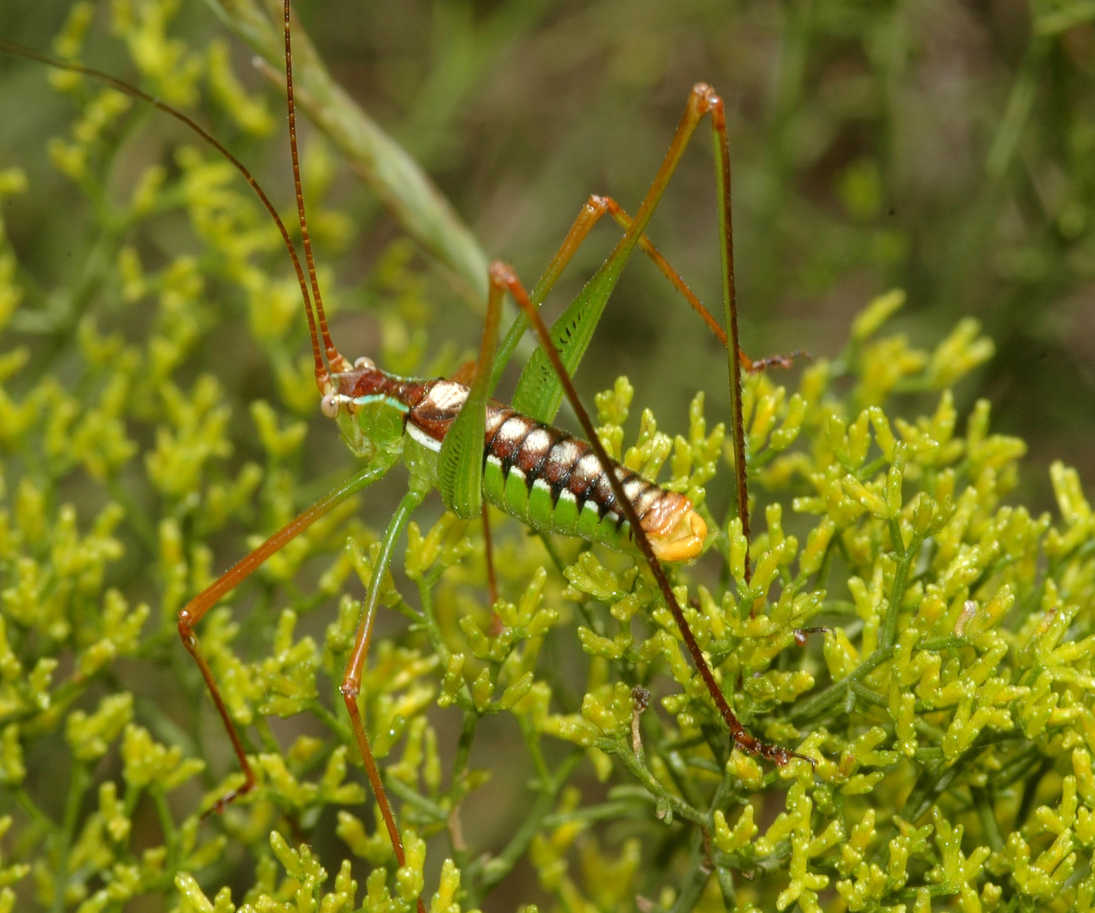 Obolopteryx catinata (Rehn & Hebard, 1914): male. (Otu).