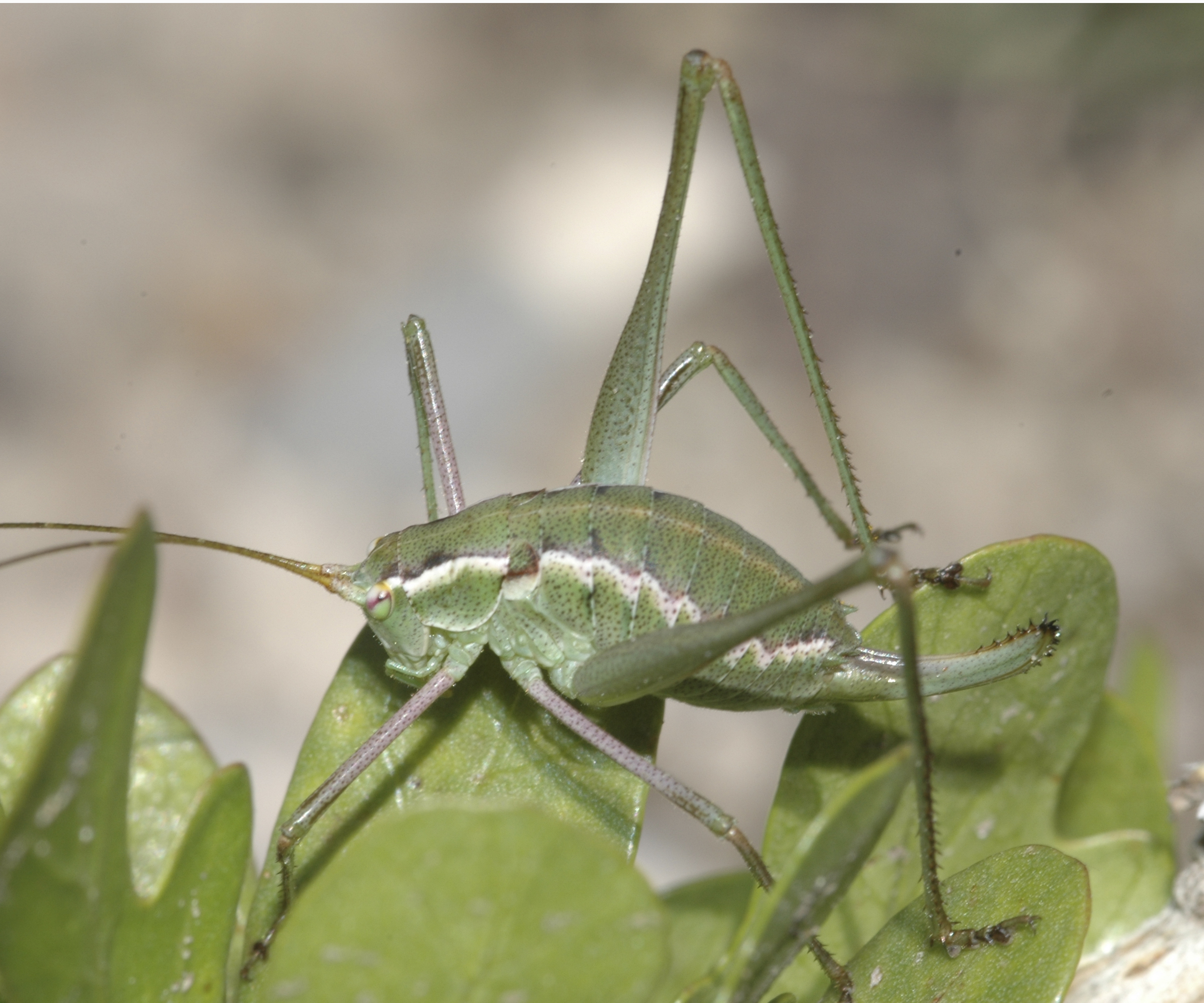 Rhabdocerca caudelli (Rehn & Hebard, 1914): female. (Otu).