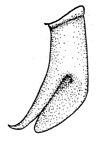 Planipollex chirurus (Strohecker, 1945): Fig. 4 (after type). male right cercus, dorsal view (Dichopetala chirura). (Otu).