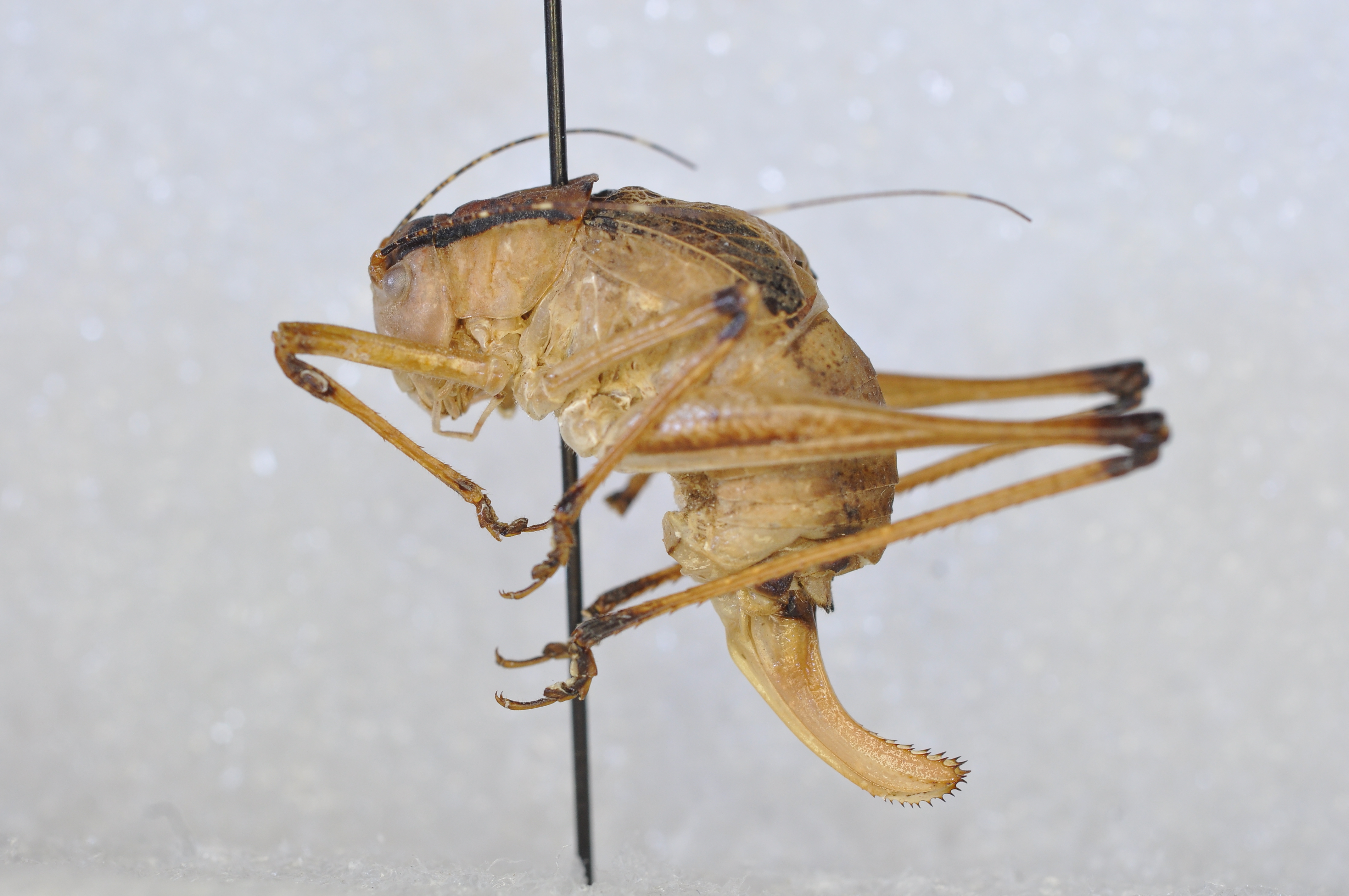 Pterodichopetala cultricerca (Strohecker, 1945): female, lateral view. (Otu).