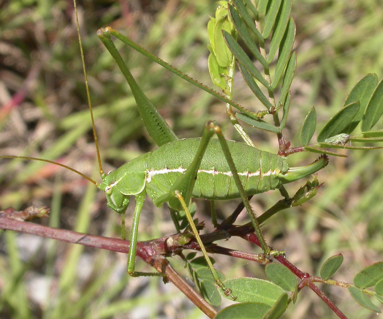 Obolopteryx emarginata (Brunner von Wattenwyl, 1878): female. (Otu).