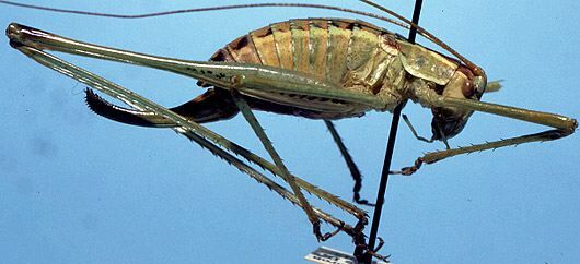 Obolopteryx gladiator (Rehn & Hebard, 1914): female (allotype). (Otu).