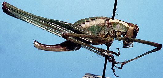 Obolopteryx oreoeca (Rehn & Hebard, 1914): female (allotype). (Otu).