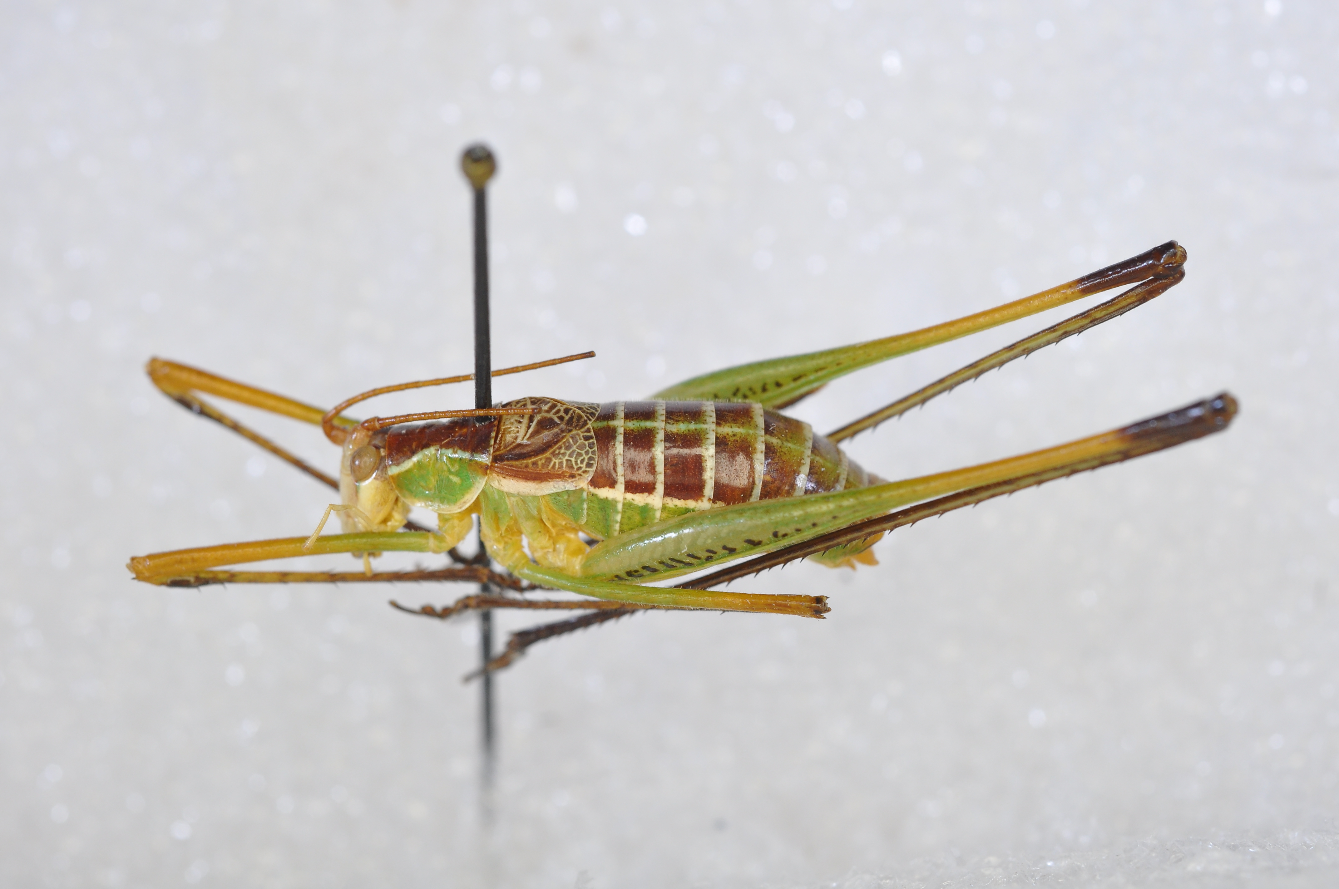 Obolopteryx poecila (Hebard, 1932): male, dorso-lateral view. (Otu).