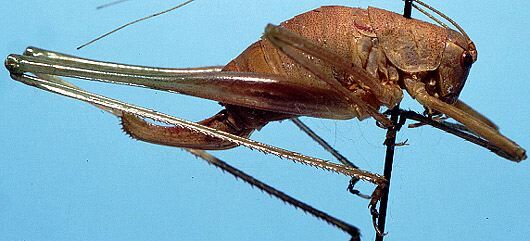 Planipollex pollicifer (Rehn & Hebard, 1914): female, lateral view (allotype). (Otu).