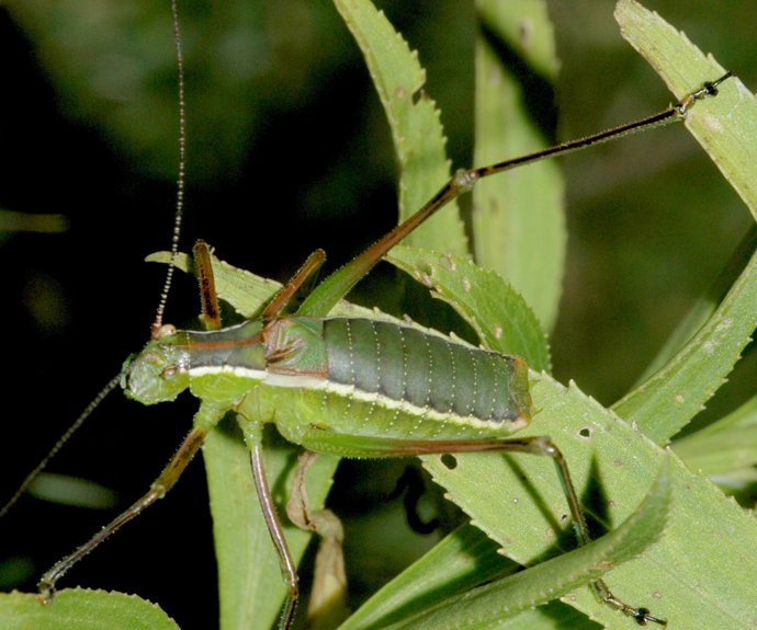 Mactruchus serrifer (Rehn & Hebard, 1914): male. (Otu).
