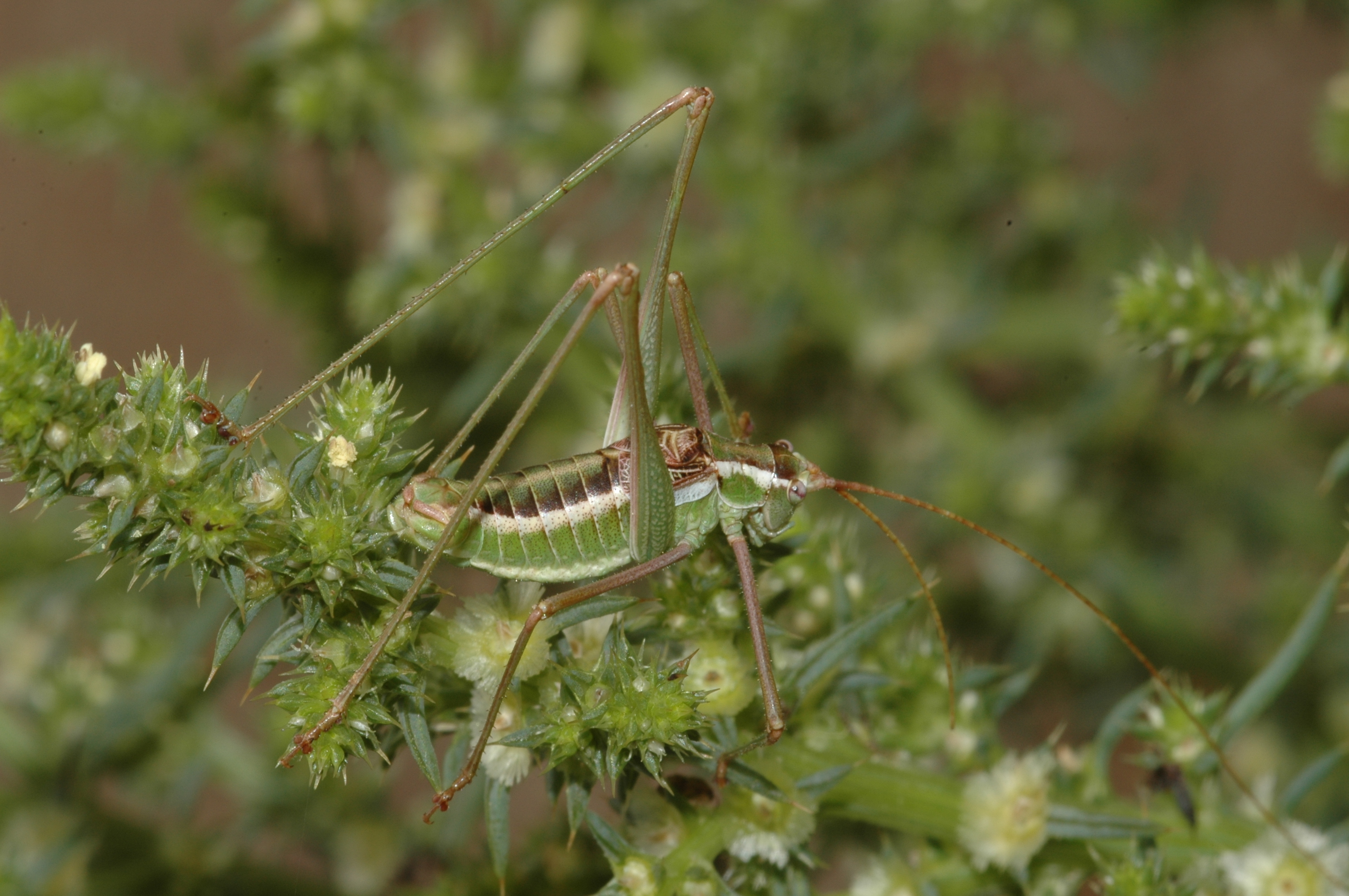 Rhabdocerca tridactyla (Rehn & Hebard, 1914): male. (Otu).