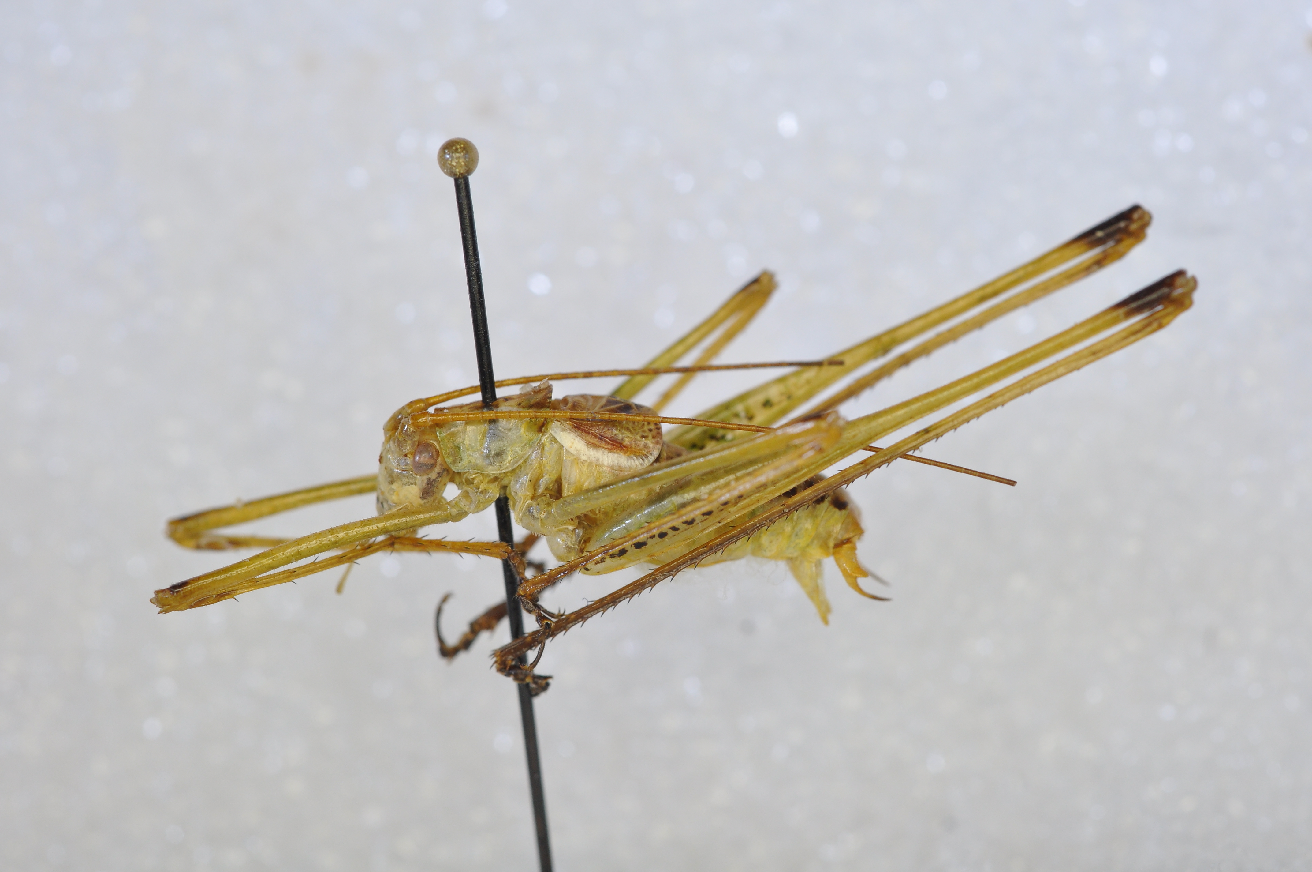 Obolopteryx seeversi (Strohecker, 1941): female, dorso-lateral view. (Otu).