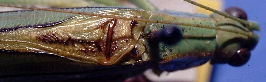 Inscudderia walkeri Hebard, 1925: male pronotum and stridulatory area (paratype). (Otu).