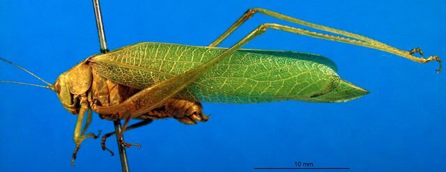 CollectionObject 1500704; 63d20315-c333-43f0-bbbc-aba4c7d4d45b: male, lateral view (holotype). (CollectionObject).