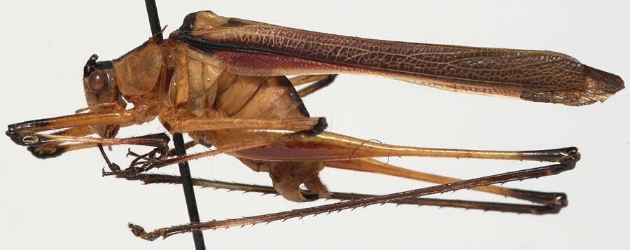 CollectionObject 1527106; 42c339d6-5e17-4234-b089-9f3d5ec68b1a: male, lateral view (holotype). (CollectionObject).