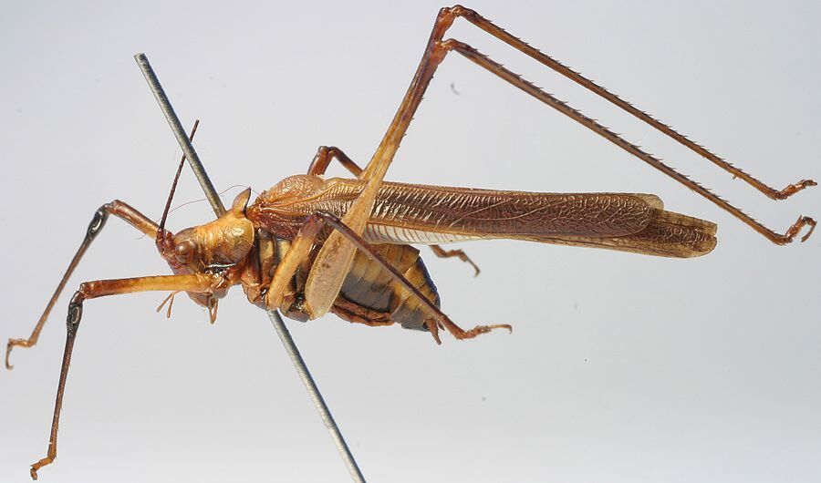 CollectionObject 1517245; 57f1528c-887a-4794-84cc-bf315baeaa8d: male, lateral view (holotype). (CollectionObject).