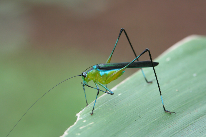 Dioncomena ornata Brunner von Wattenwyl, 1878: 2011. male (Tanzania, Mhonda Nguru). (Otu).