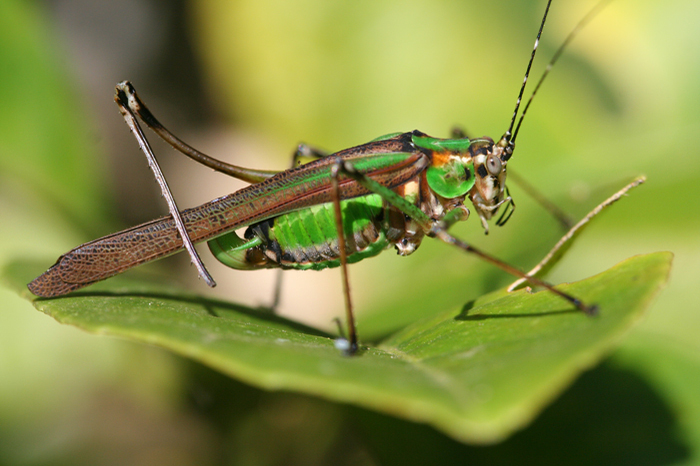 Dioncomena tanneri Ragge, 1980: 2011. female (West Usambara, Mazumbai Forest Reserve). (Otu).