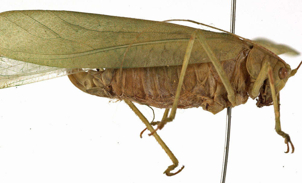 CollectionObject 1529770; a3c50db4-9abb-4847-85cd-ee7b84999bb8: female, lateral view (holotype). (CollectionObject).