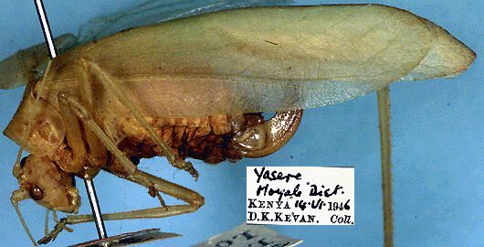 CollectionObject 1517311; 043bf95e-0408-460d-8a0f-2e9bb95aa40f: female, lateral view (holotype). (CollectionObject).